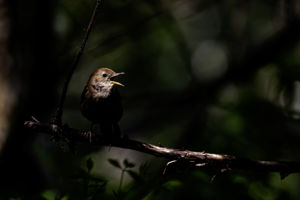 Rivaldafényben Rivaldafényben