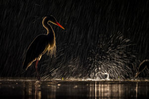 Csillagszóró Csillagszóró