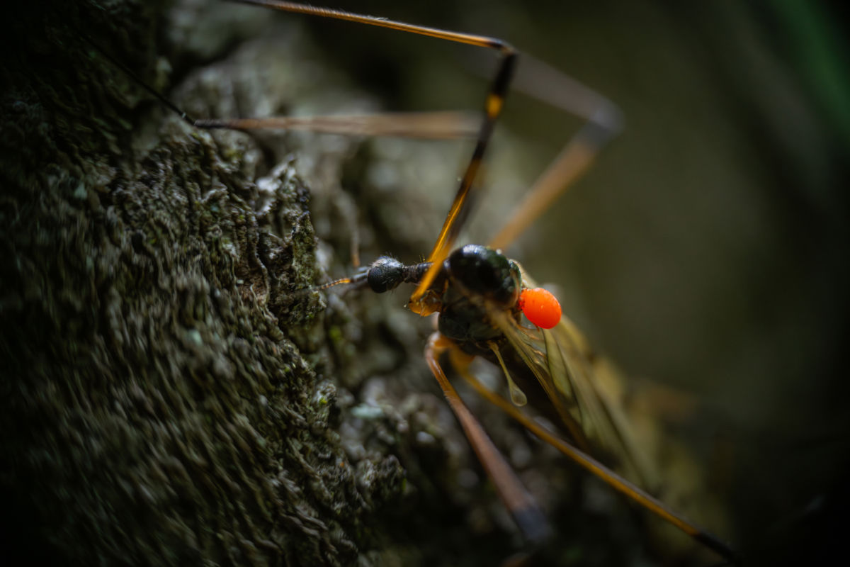 Varró Brigitta Barbara