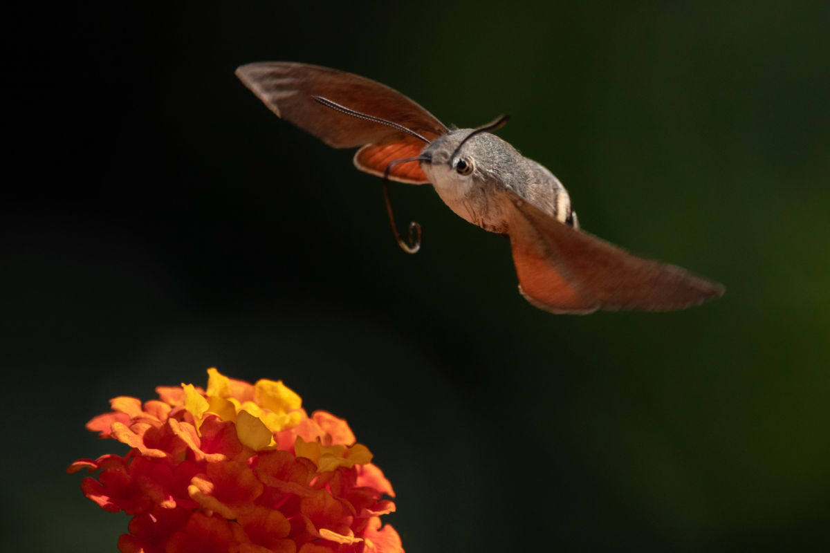 Bernáth Sándor dr.