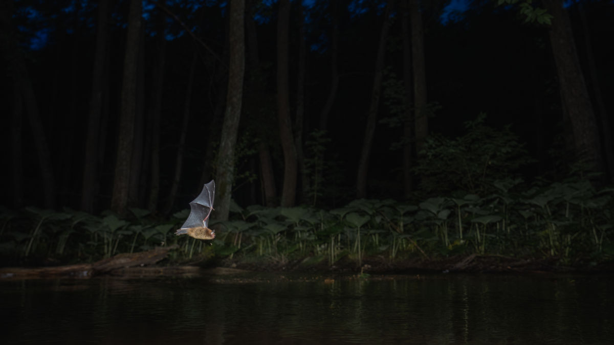 Kovács Dániel Csaba