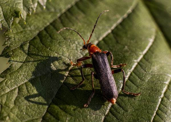 Nem félek az árnyékomtól