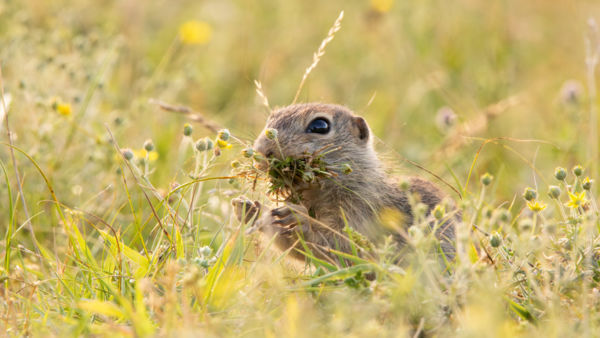 Végtelen falánkság