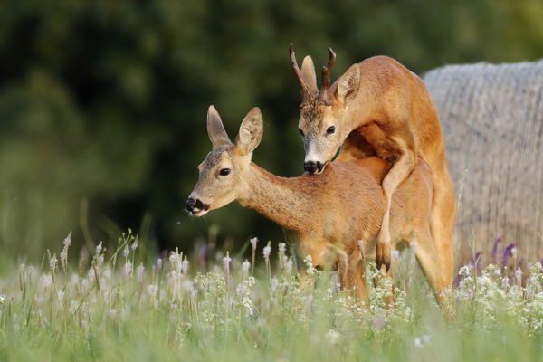 Szerelem a természetben 