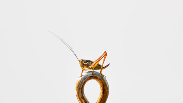 Szemesnek áll a világ