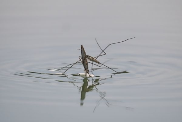 Kötött fogású birkózás 