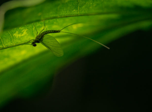 Levél alatti kérész