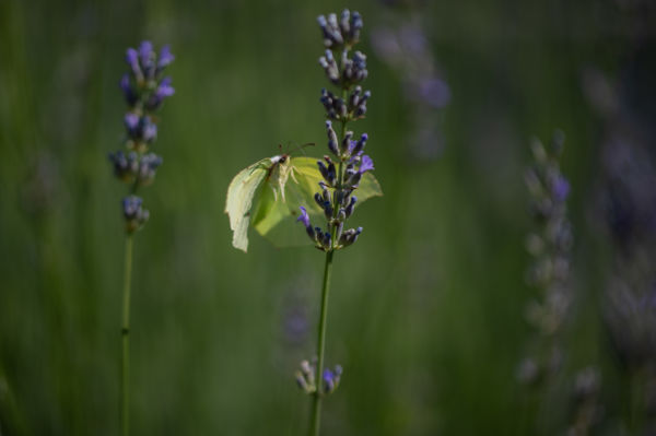 Festmény a pillangóról