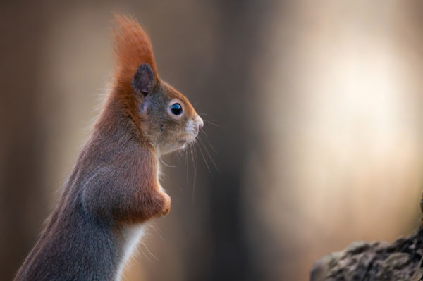 Érdeklődő tekintet