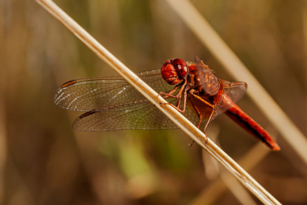 Szitakötő szárnya