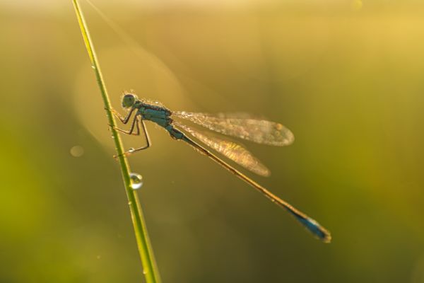 Az első szárnycsapás