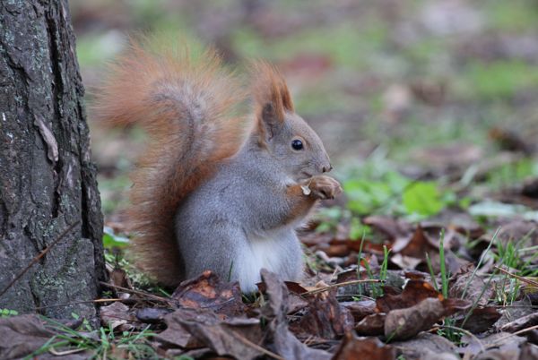 Reggeli mókus módra
