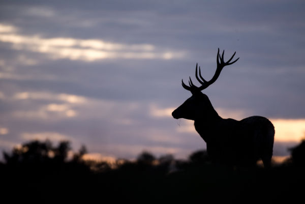 Gímszarvas sziluett