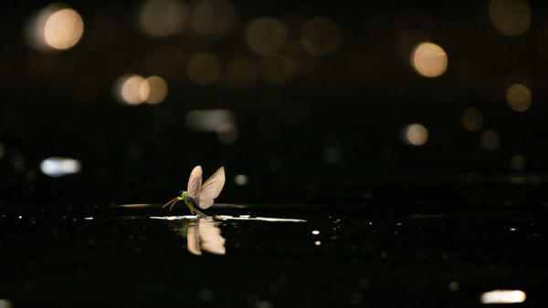 Vízrőlpattant virág