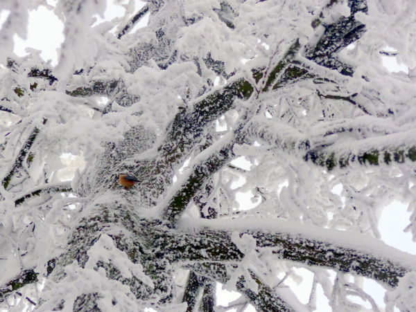 A Rezső-kilátó őrzője