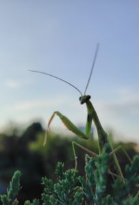 A tuja rejtekében A tuja rejtekében