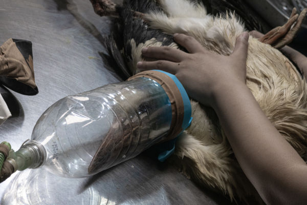 Hortobágyi Madárkórház műtét 5.