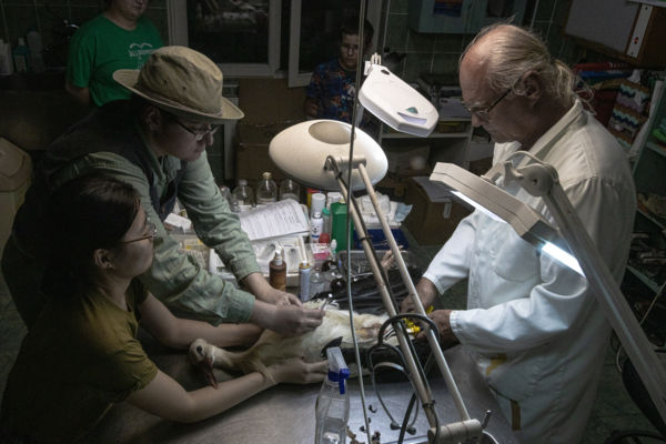 Hortobágyi Madárkórház műtét 4.