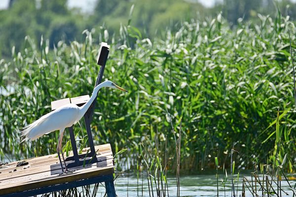 Vadászat a stégről