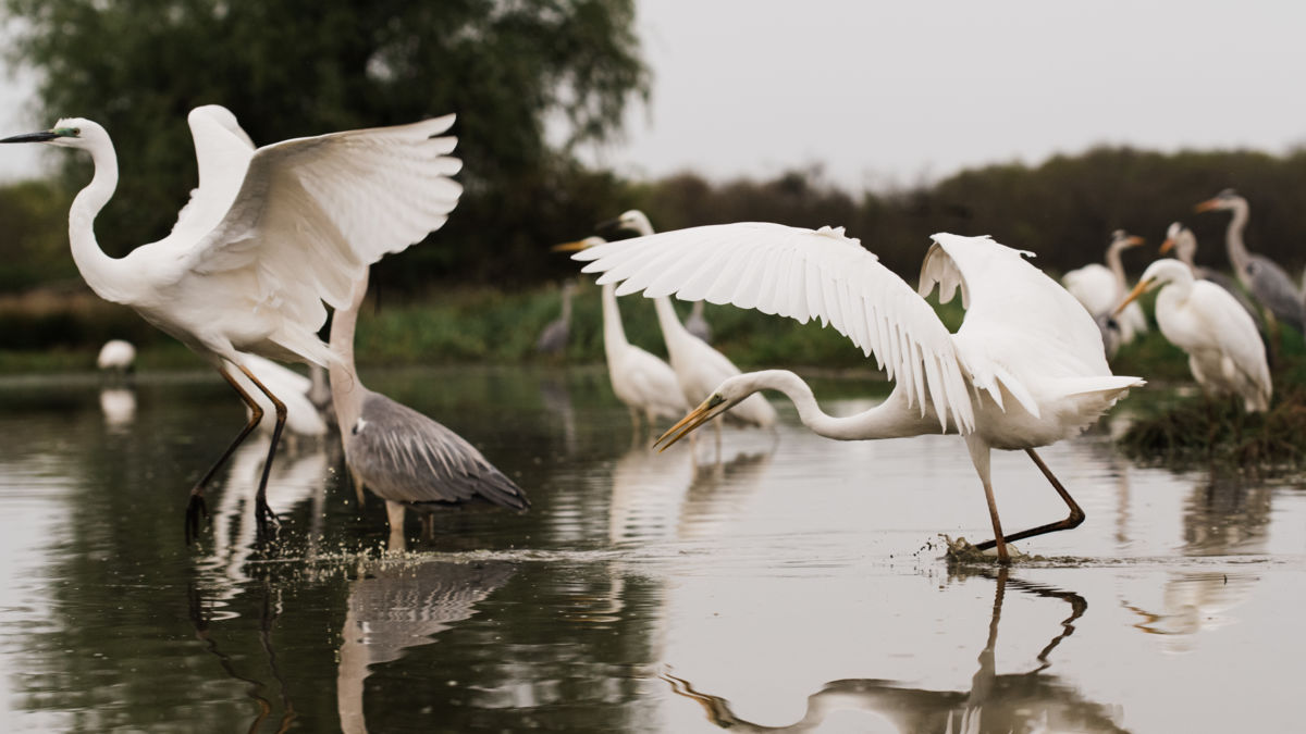 Gémné Kovács Anita