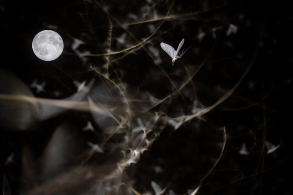 Tánc a telihold alatt