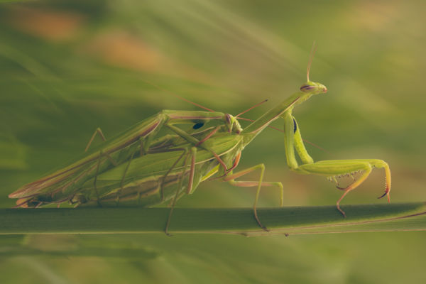 Minden fej a helyén