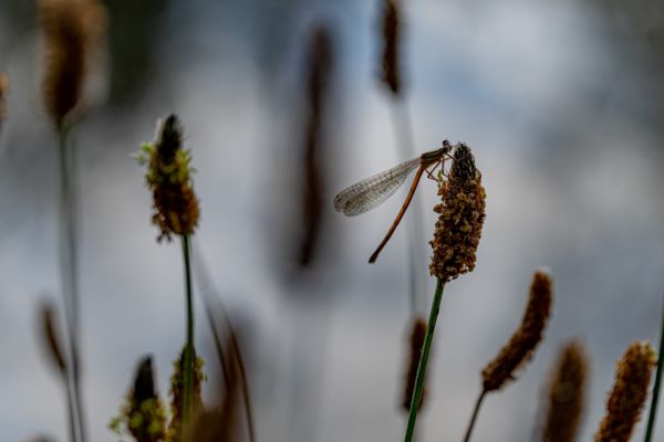 Szitakötő a réten