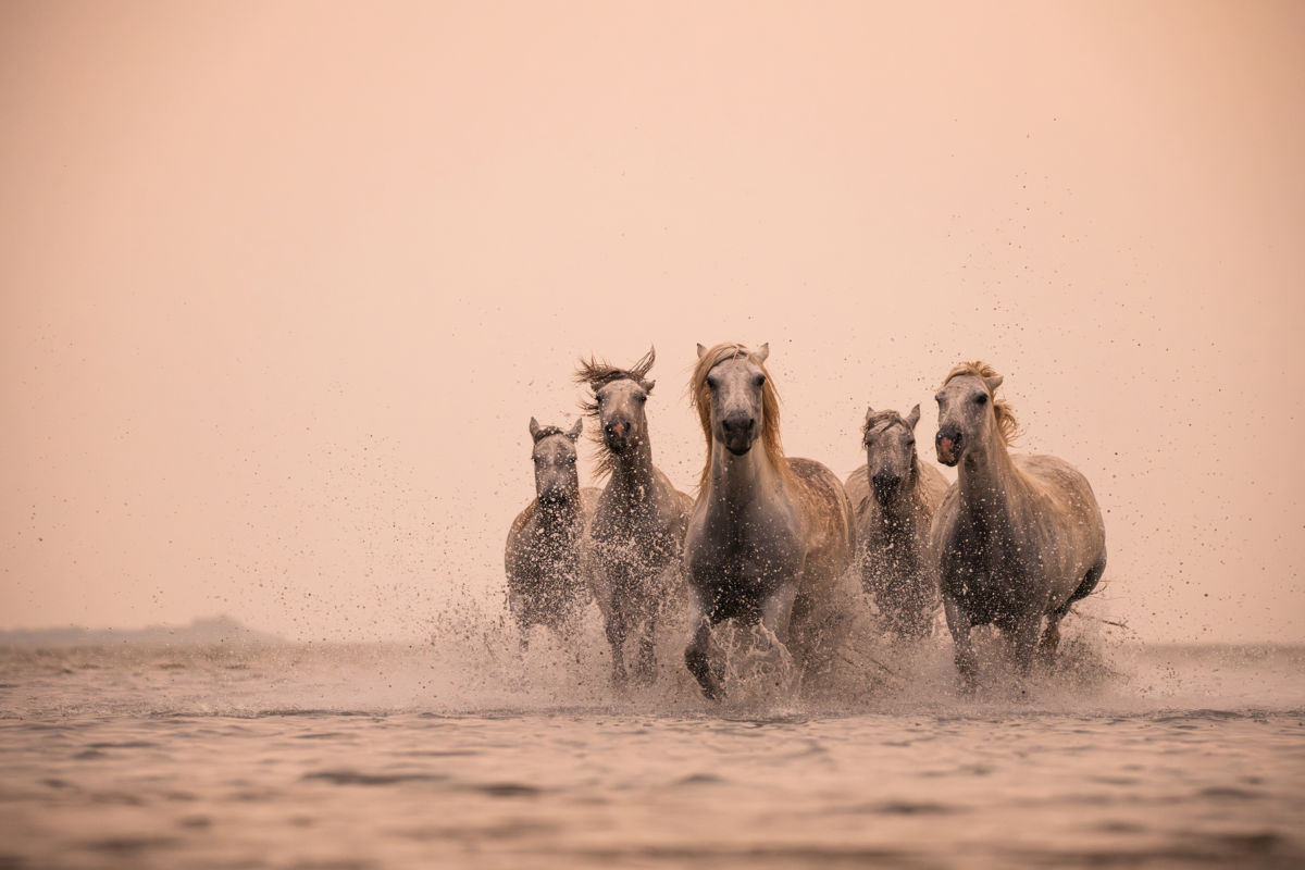 Varró Brigitta Barbara