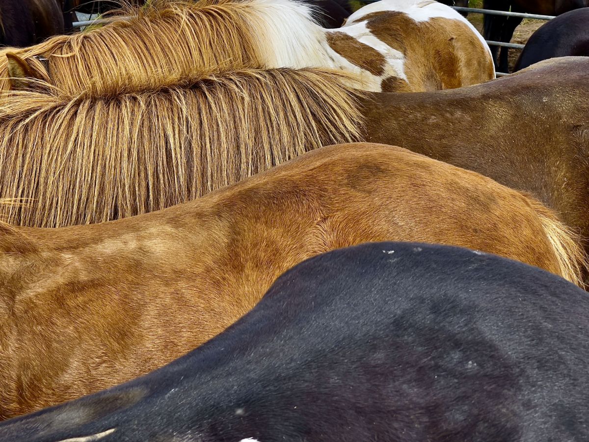 Presztolánszky Ágnes