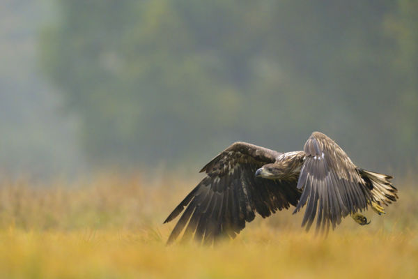 Berepülő nehézbombázó