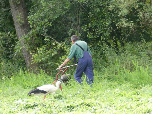 Fűnyíró segítség