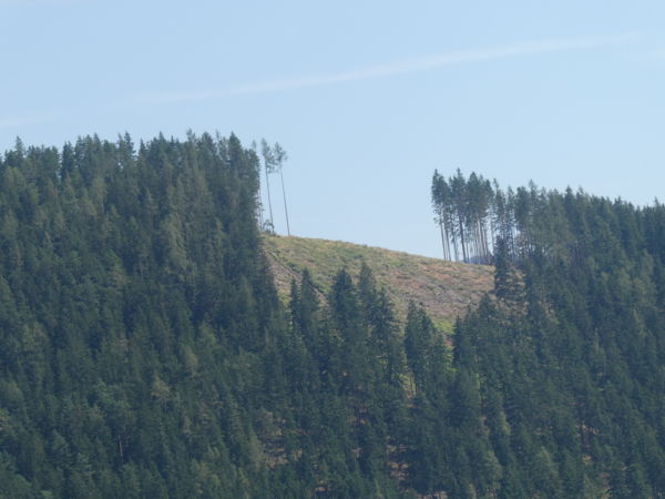 Foghíj - beültetésre várva