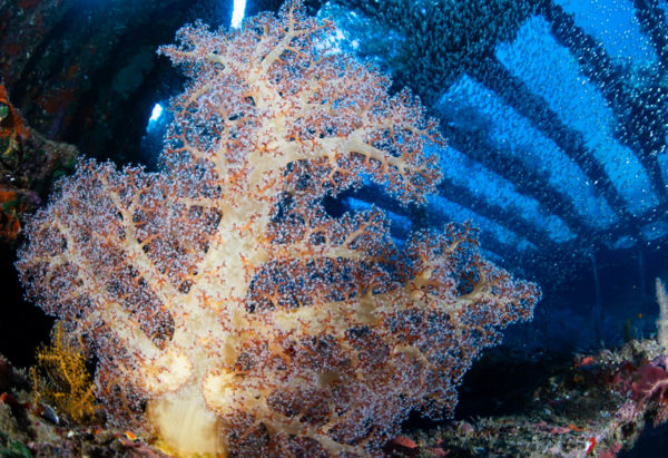 Élet a hajó roncson.