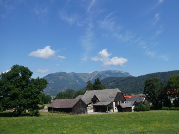 A tehenek az istállóban hűsölnek