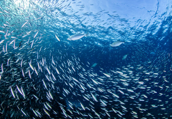 Vadászat naplementekor. 