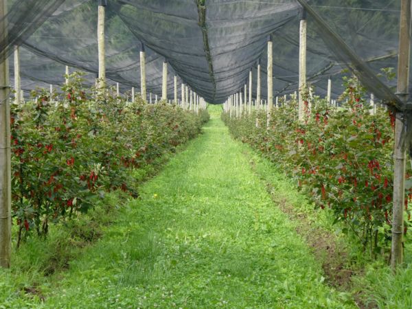 Stájer ribizli ültetvény