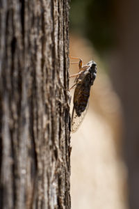 Déli zenész Déli zenész