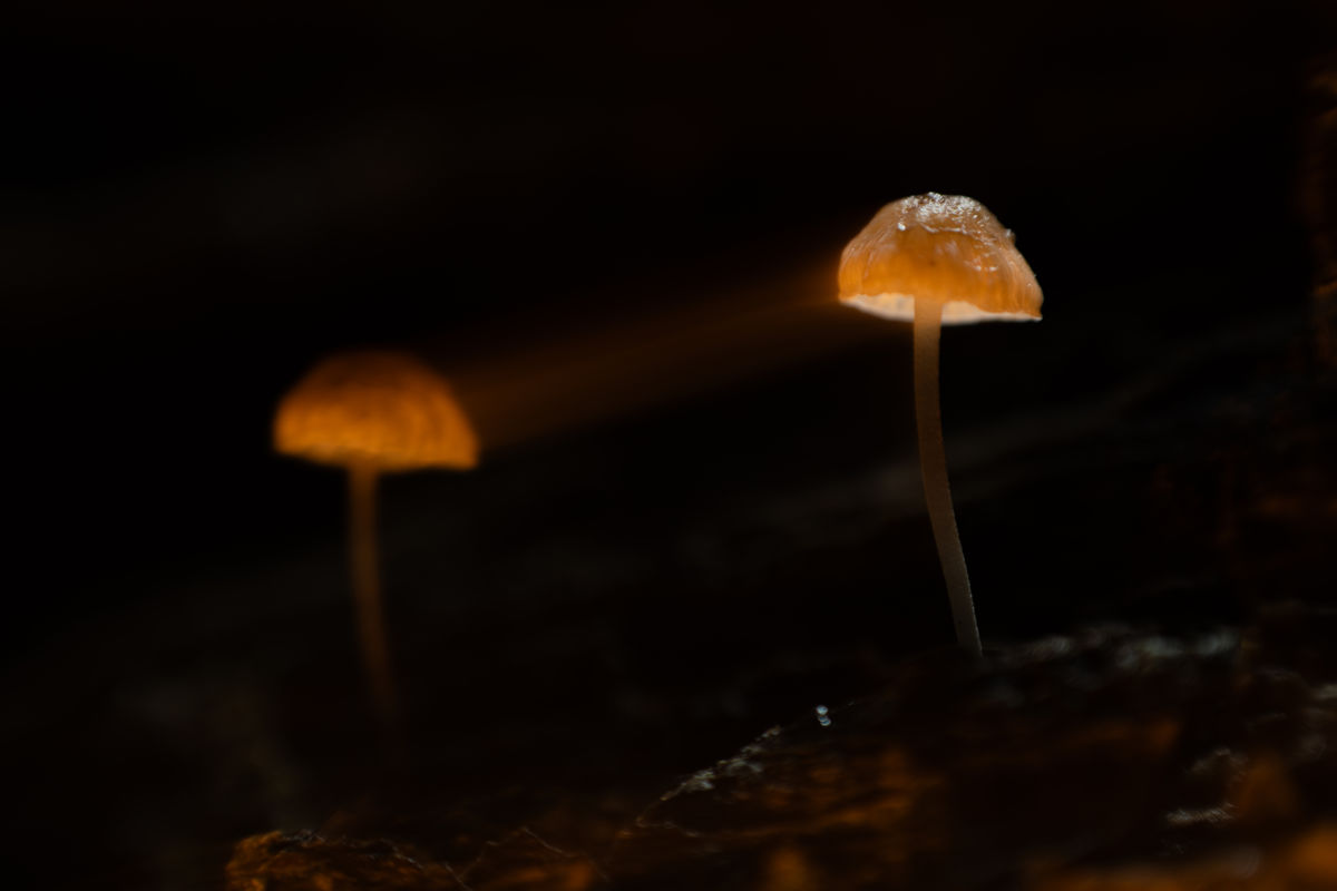 Kovács Dániel Csaba