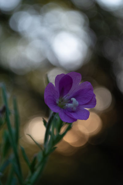 Fénytócsák között