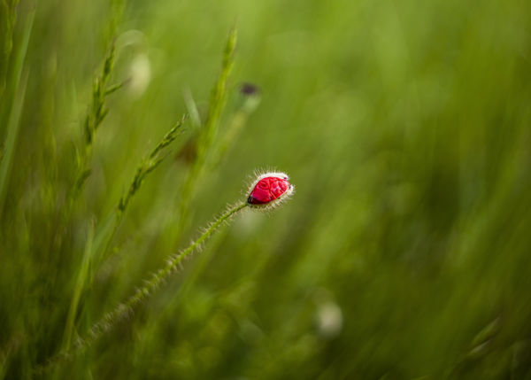 Kibontakozó szépség