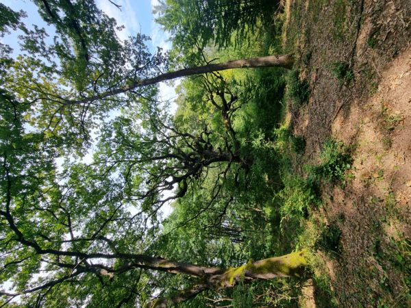 Facsoport a keleméri Mohos-tavaknál