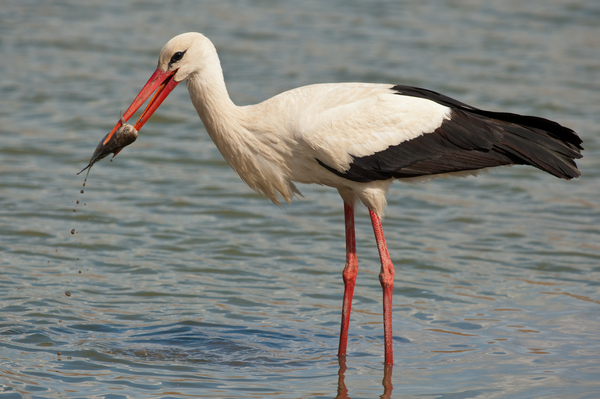 Az öreg halász és a tó