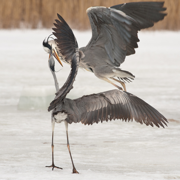 Állatolimpia: cselgáncs