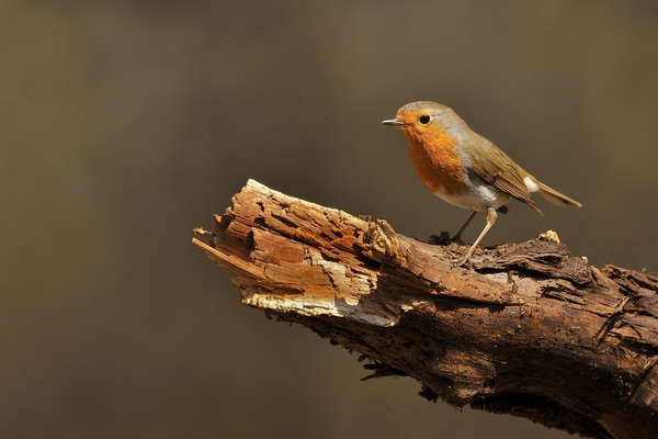 Kis madár nagy ágon.