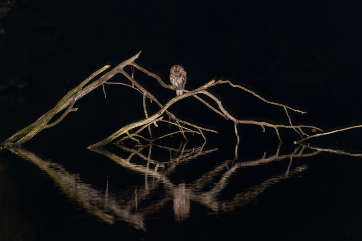 Kovács Dániel Csaba