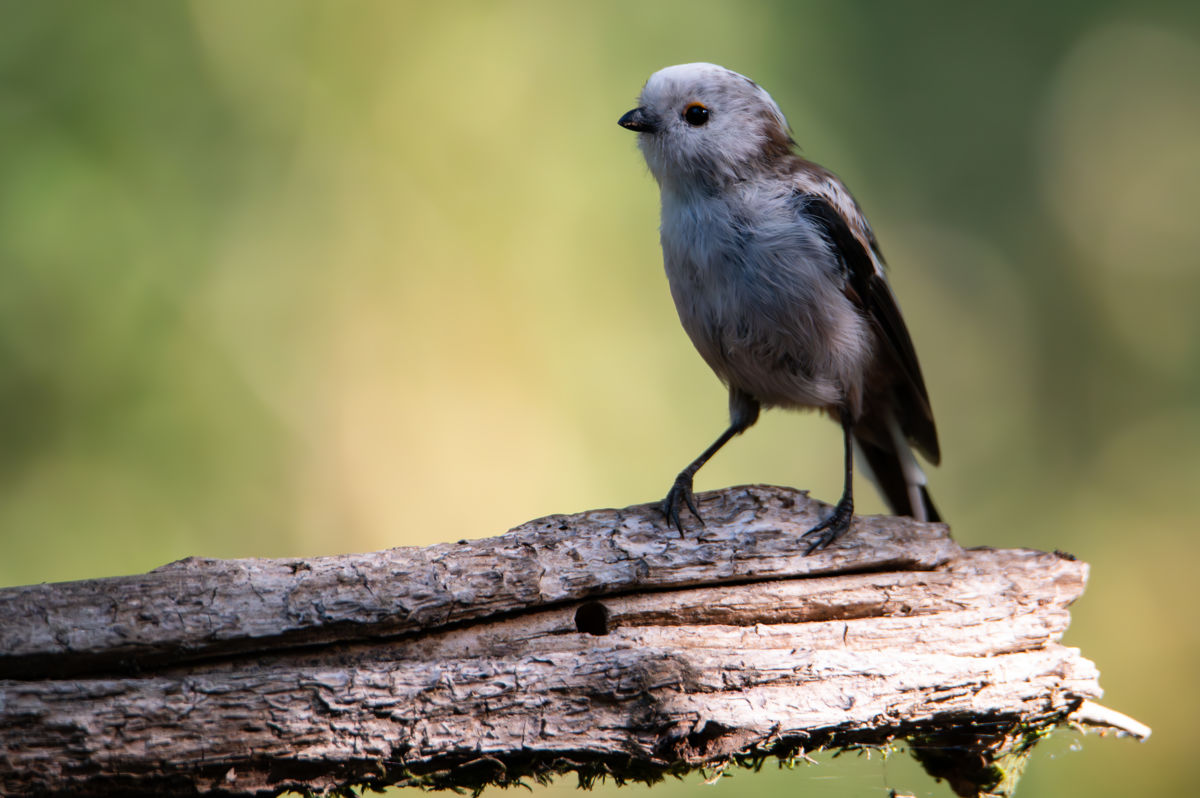 Schneider-Kiss Alexandra