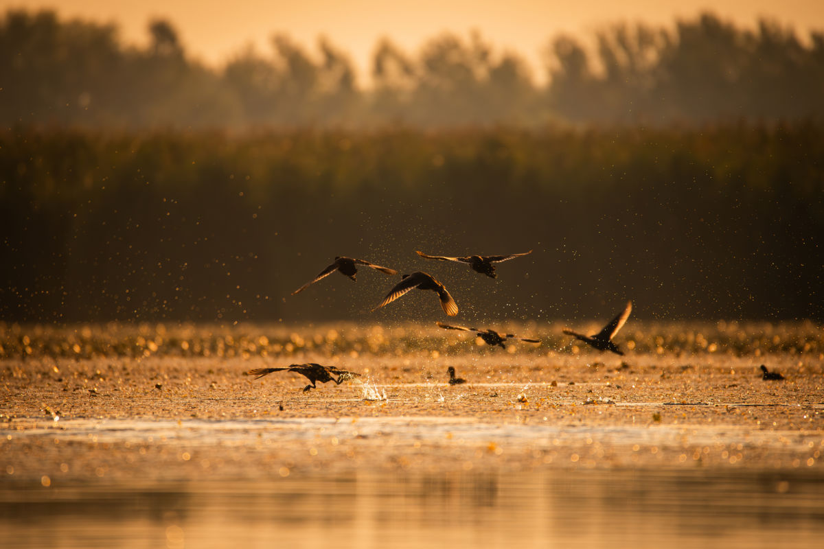Varró Brigitta Barbara