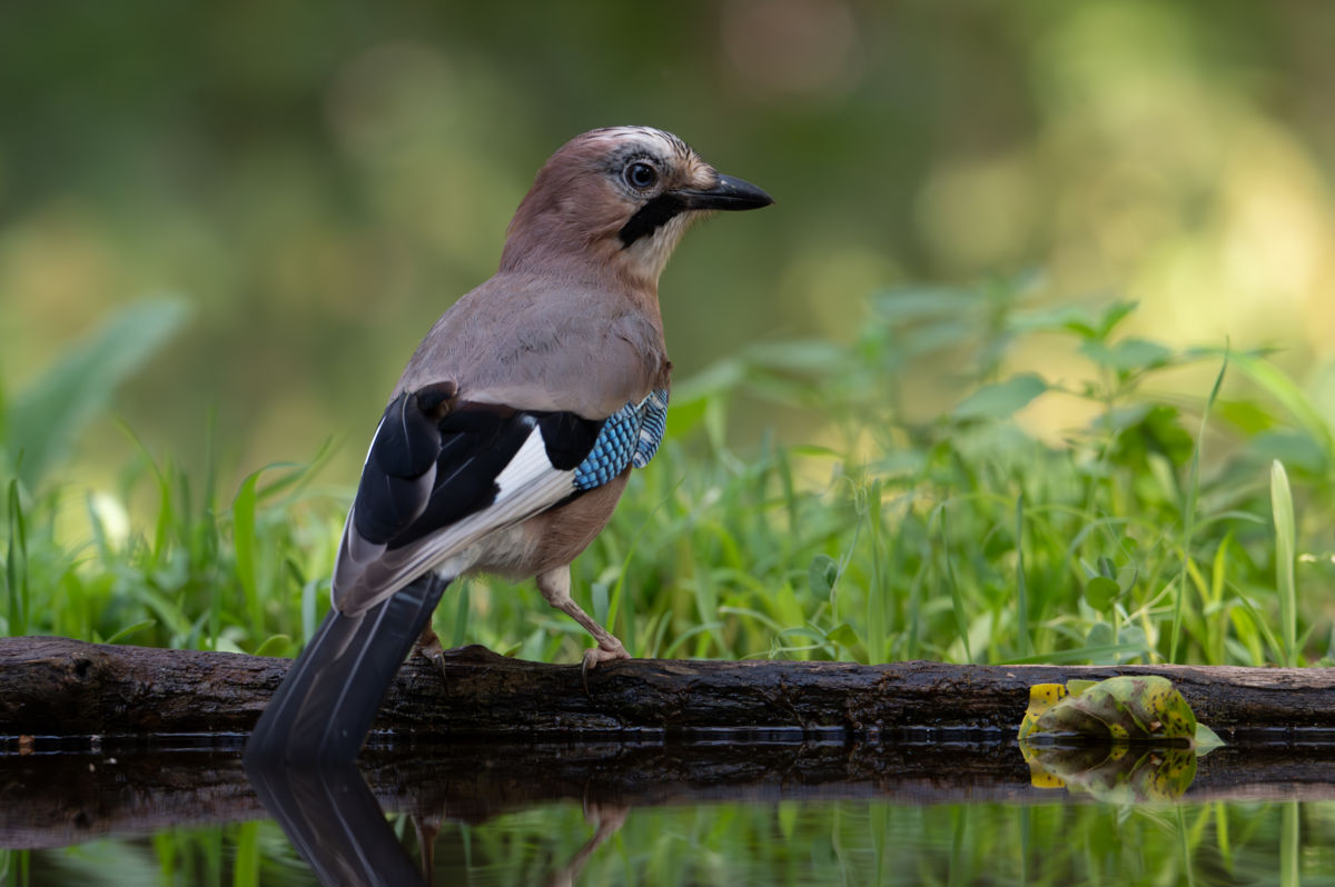 Schneider-Kiss Alexandra
