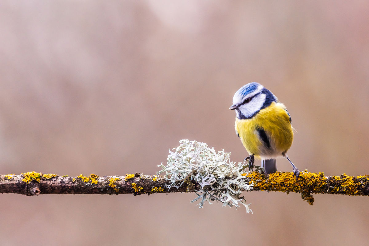 Darányiné Bakos Éva
