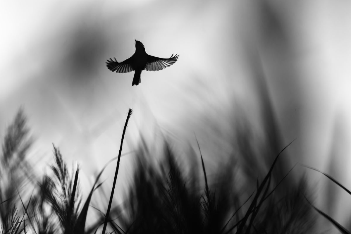 Leiter Tibor